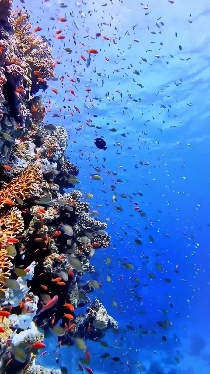 开云中国大陆-海洋深潜探索赛，深海奇遇之旅